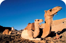 Camels