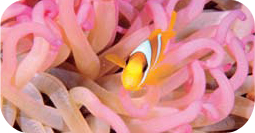 Clown fish