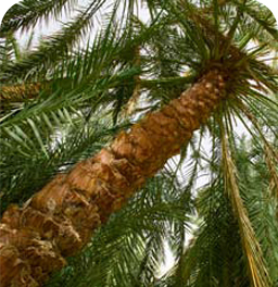 Palm Trees in Farafra