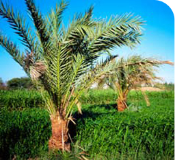 Palm Trees in Kharga Oasis